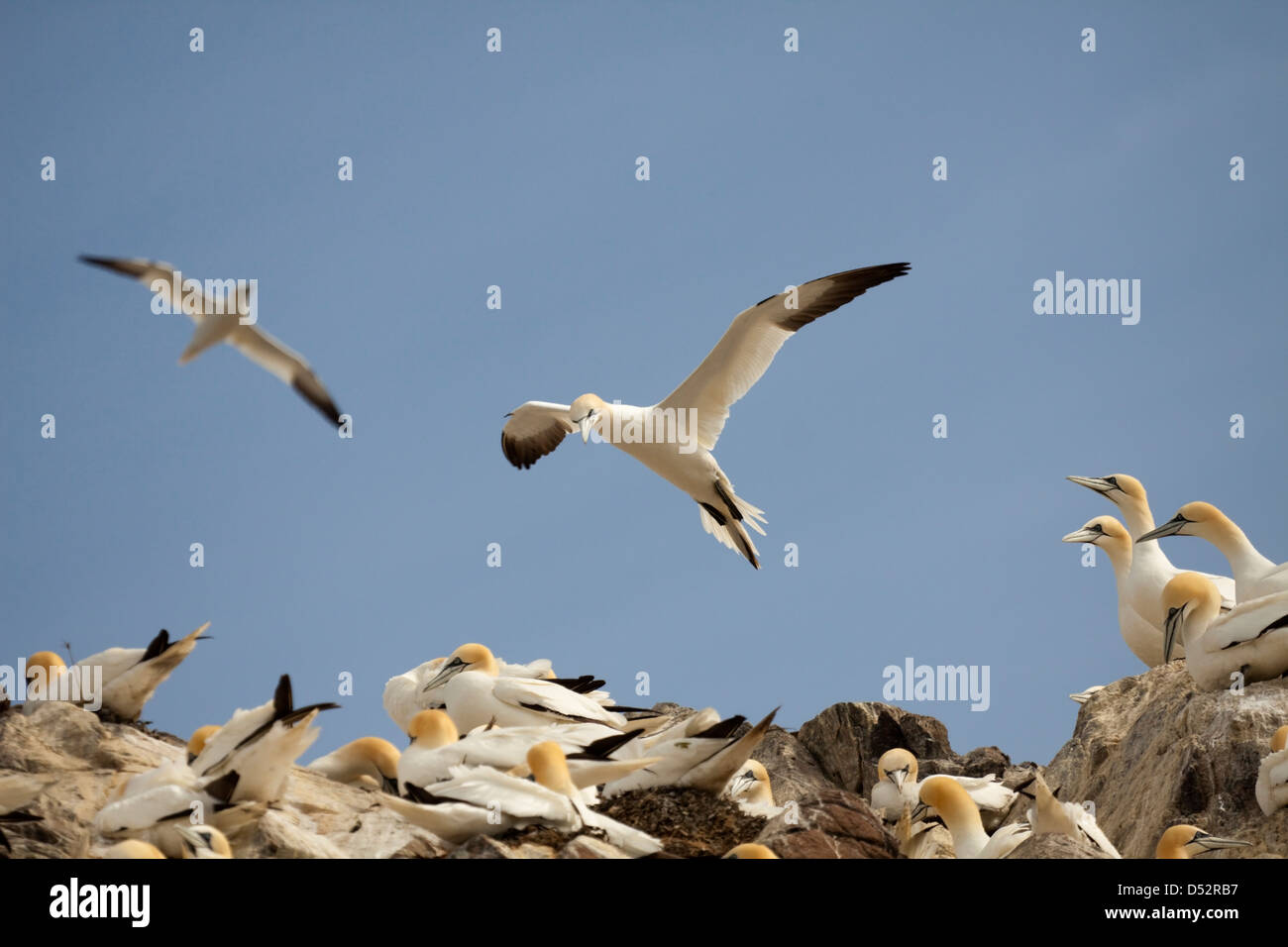 Gannet flying above a colony Stock Photo