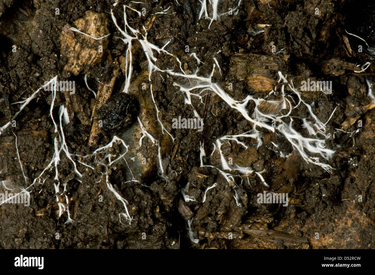 Branching threads of mychorrhizal fungus mycelium in organic soil Stock Photo