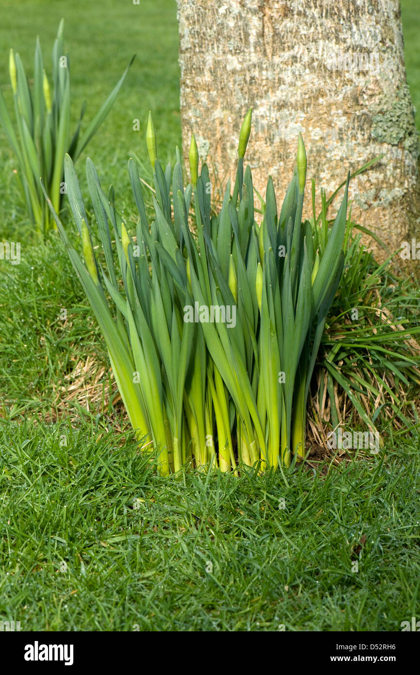 Daffodils, Narcissus sp., in early leaf and bud in late winter Stock Photo