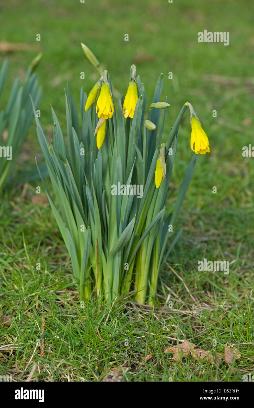 Daffodils, Narcissus sp., in early leaf, young flowers and buds in late winter Stock Photo