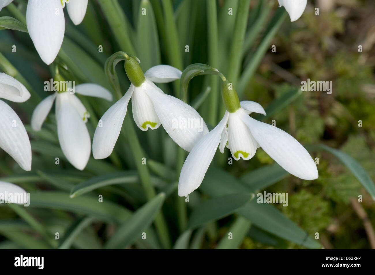 Snowdrops, Galanthus nivalis, flowering in light woodland in Devon Stock Photo