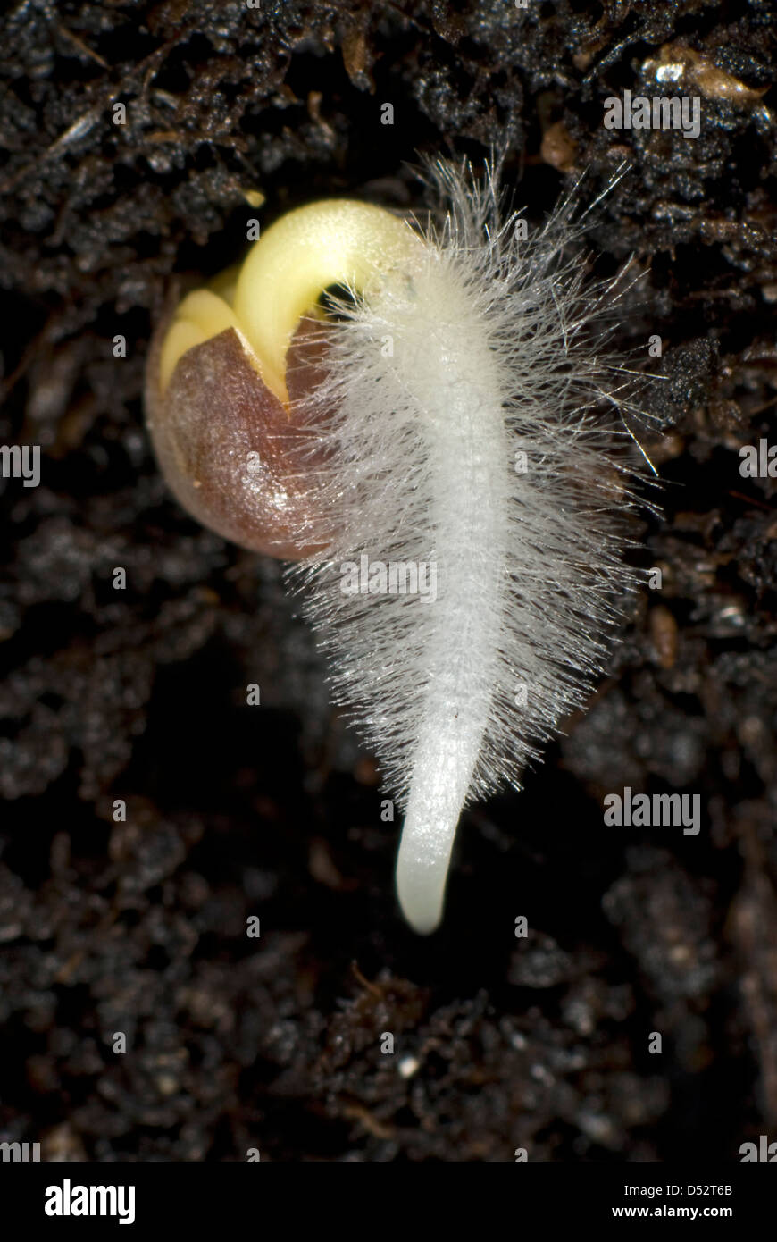 A germinating cabbage seed with root developing with root