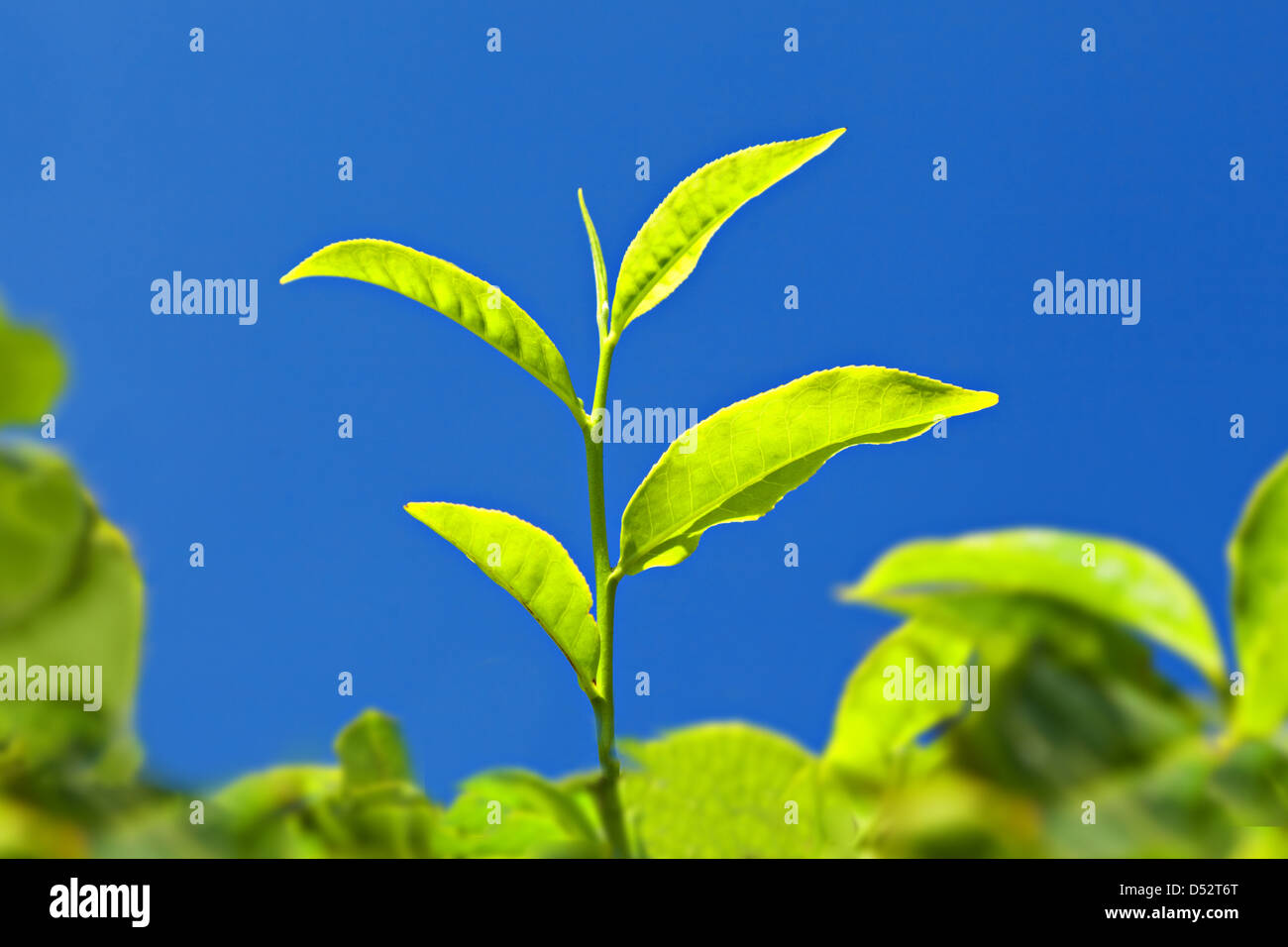 Tea leaves on plantation, India Stock Photo Alamy