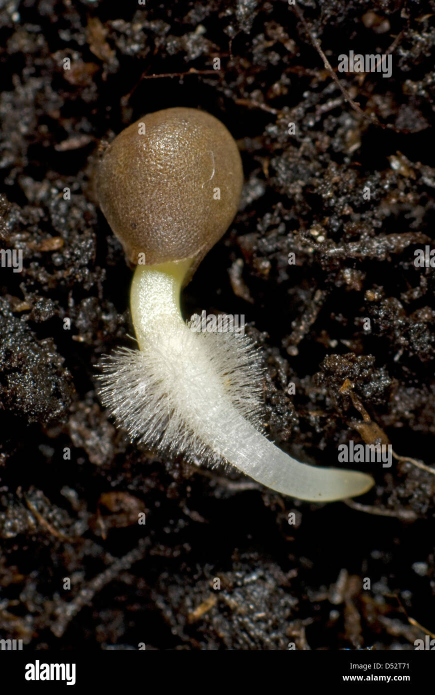 A germinating cabbage seed with root developing with root hairs on soil Stock Photo