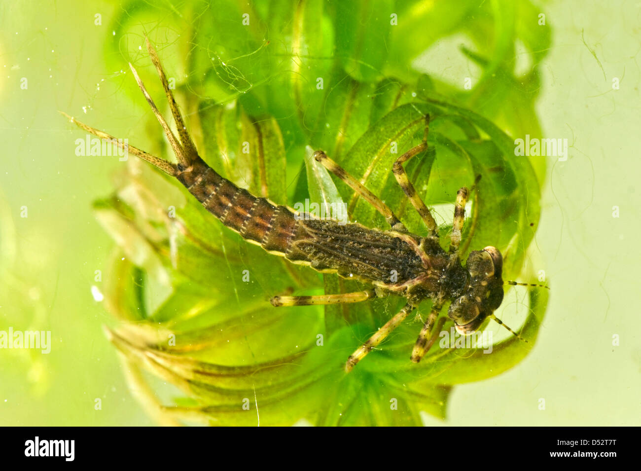 Damselfly larva on pondweed Stock Photo