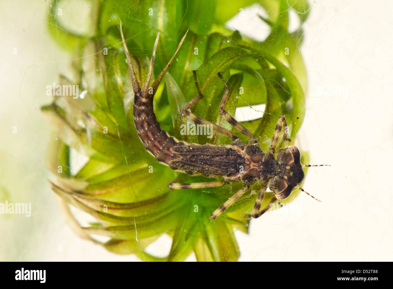 Damselfly larva on pond weed Stock Photo