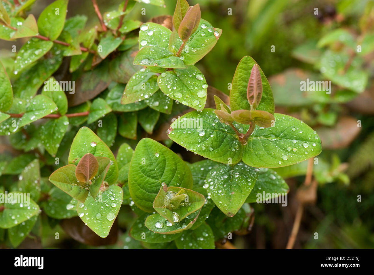 Hypericum x inodorum a garden shrub leaves with rain water droplets Stock Photo