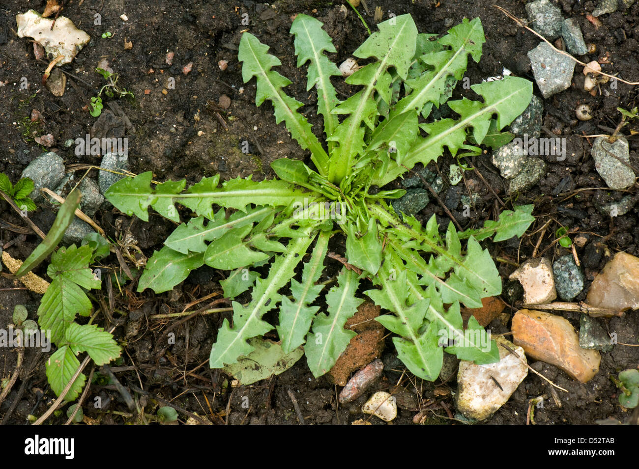 A dandelion, Taraxacum officinale, leaf rosette on soil Stock Photo