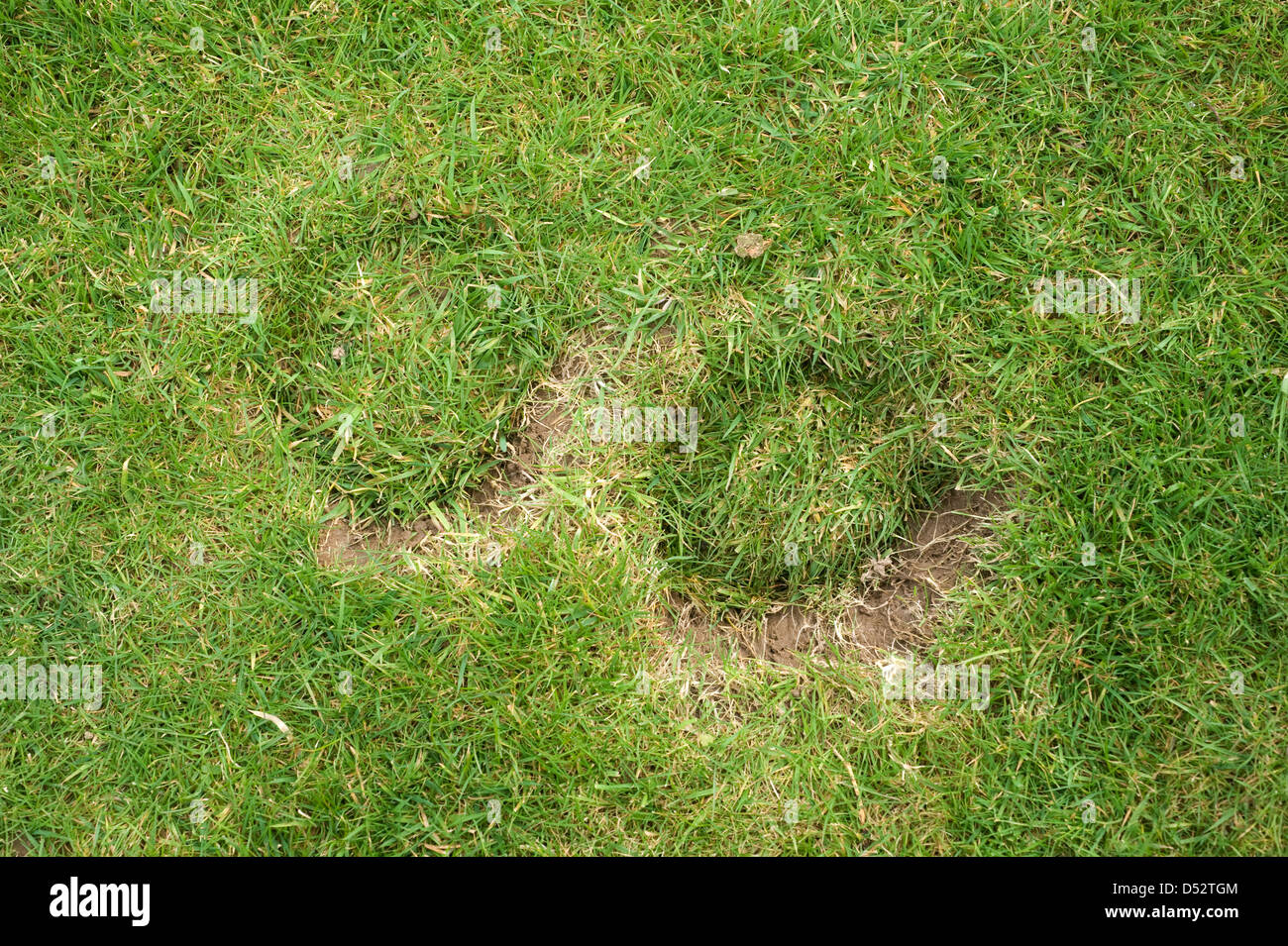Horse hoof prints damage to a garden lawn Stock Photo