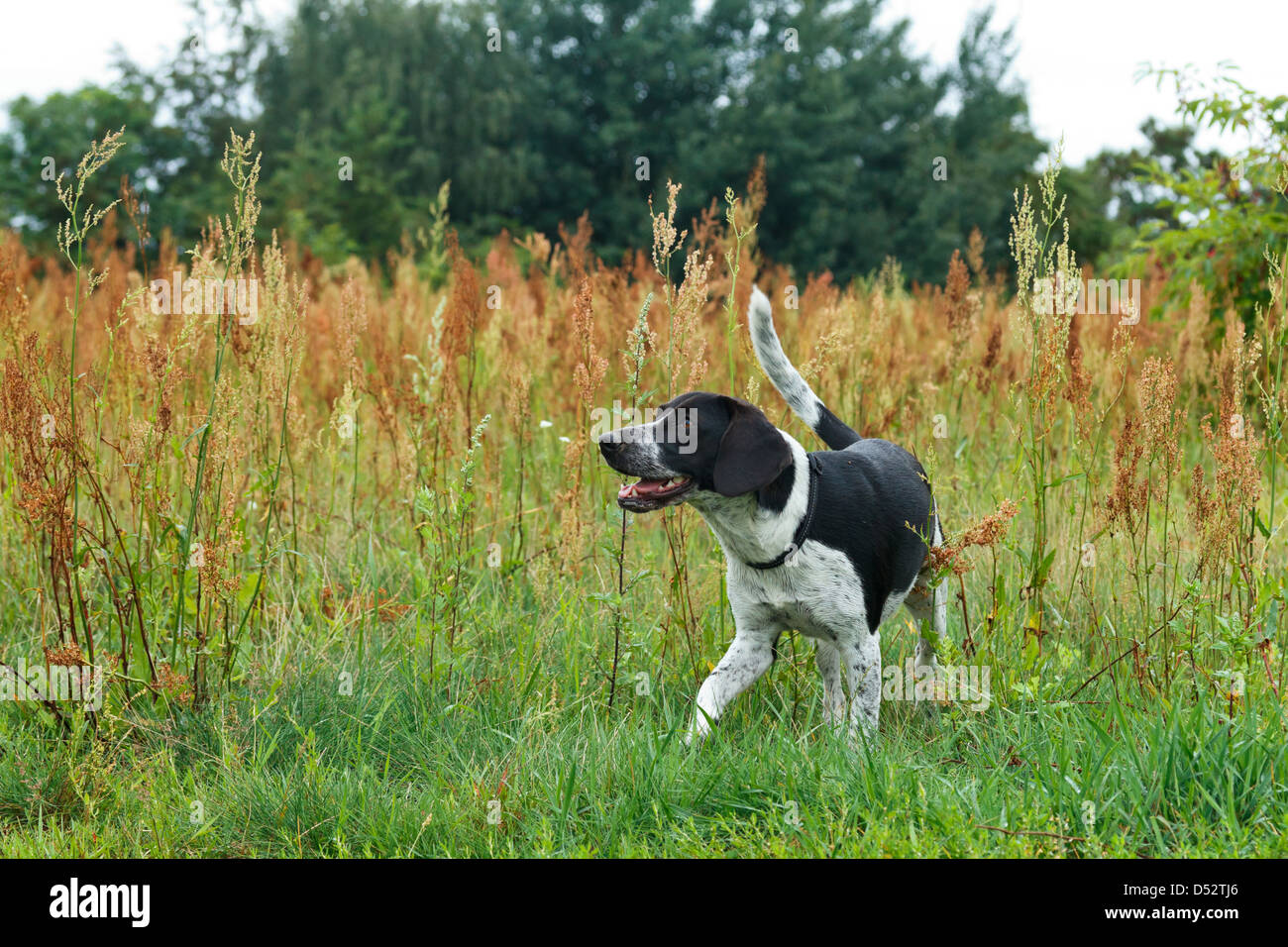 Berlin, Germany, a beagle mix runs towards the viewer Stock Photo