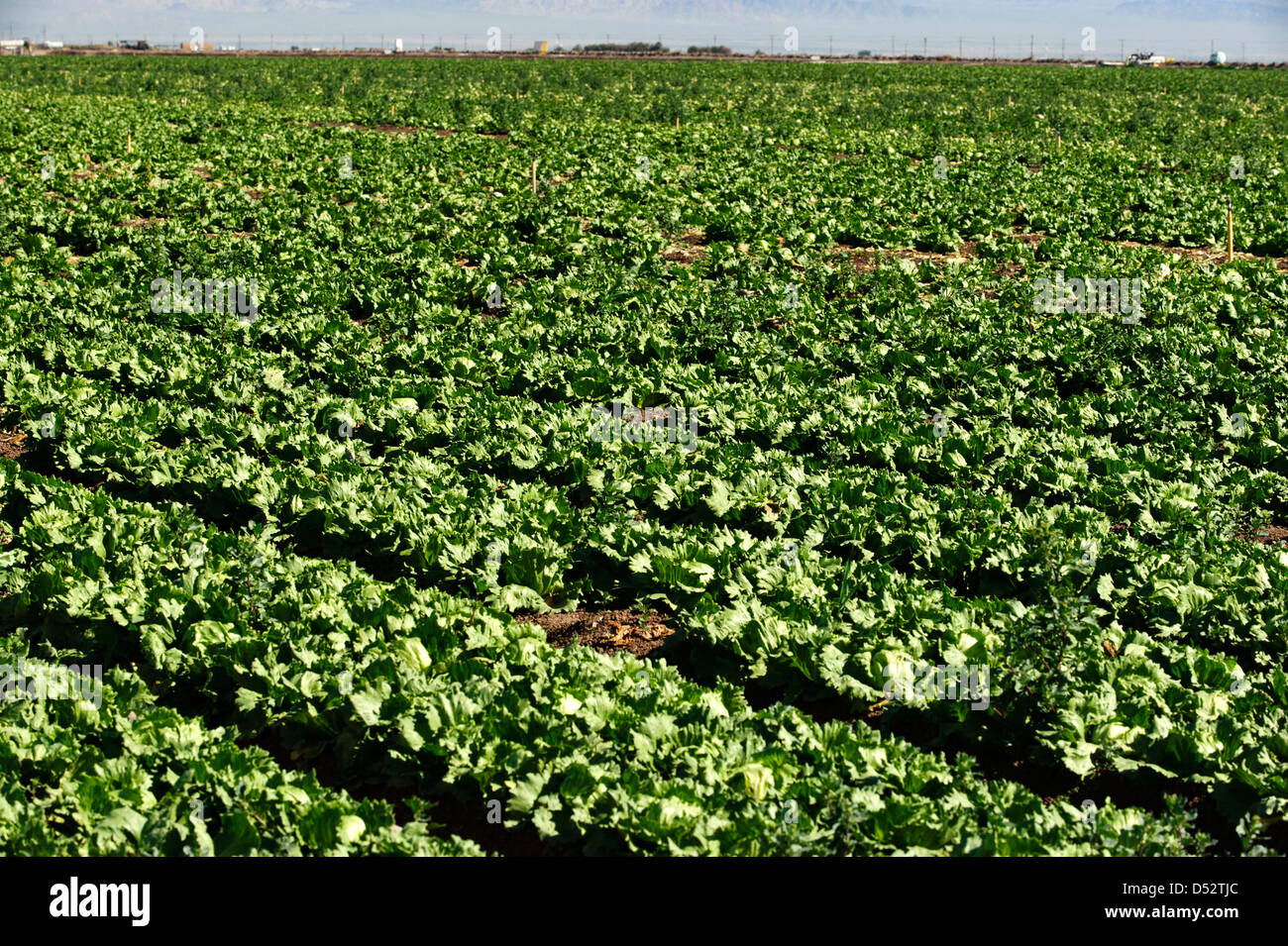 Lettuce field in the Imperial Valley of California Stock Photo - Alamy