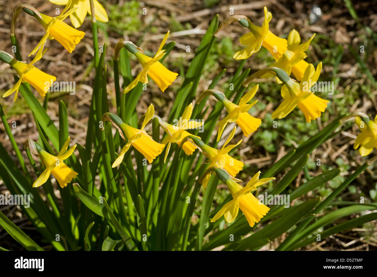 A group of small narcissi, Narcissus Tete a Tete, flowering with heads all facing in the same direction, Stock Photo