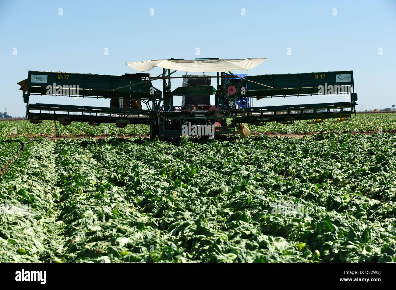 Lettuce harvesting equipment in the field Stock Photo Alamy