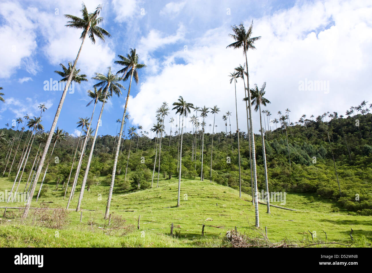 Cocora Valley, one of the most beautiful landscape of Quindio, which is nestled between the mountains of the Cordillera Central Stock Photo