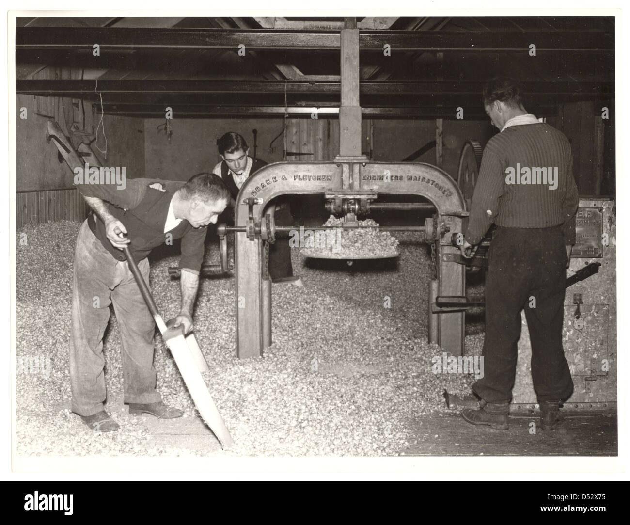 Workers operating a hop press inside an oast house interior, 1950's, U.K. Stock Photo