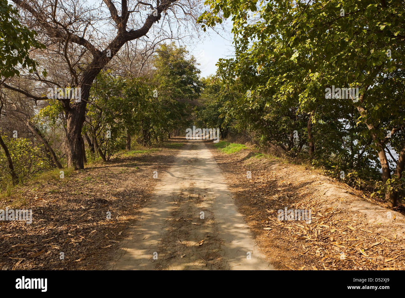 A tree lined dusty track in Harike wetlands and nature reserve in the Punjab India on a sunny day Stock Photo