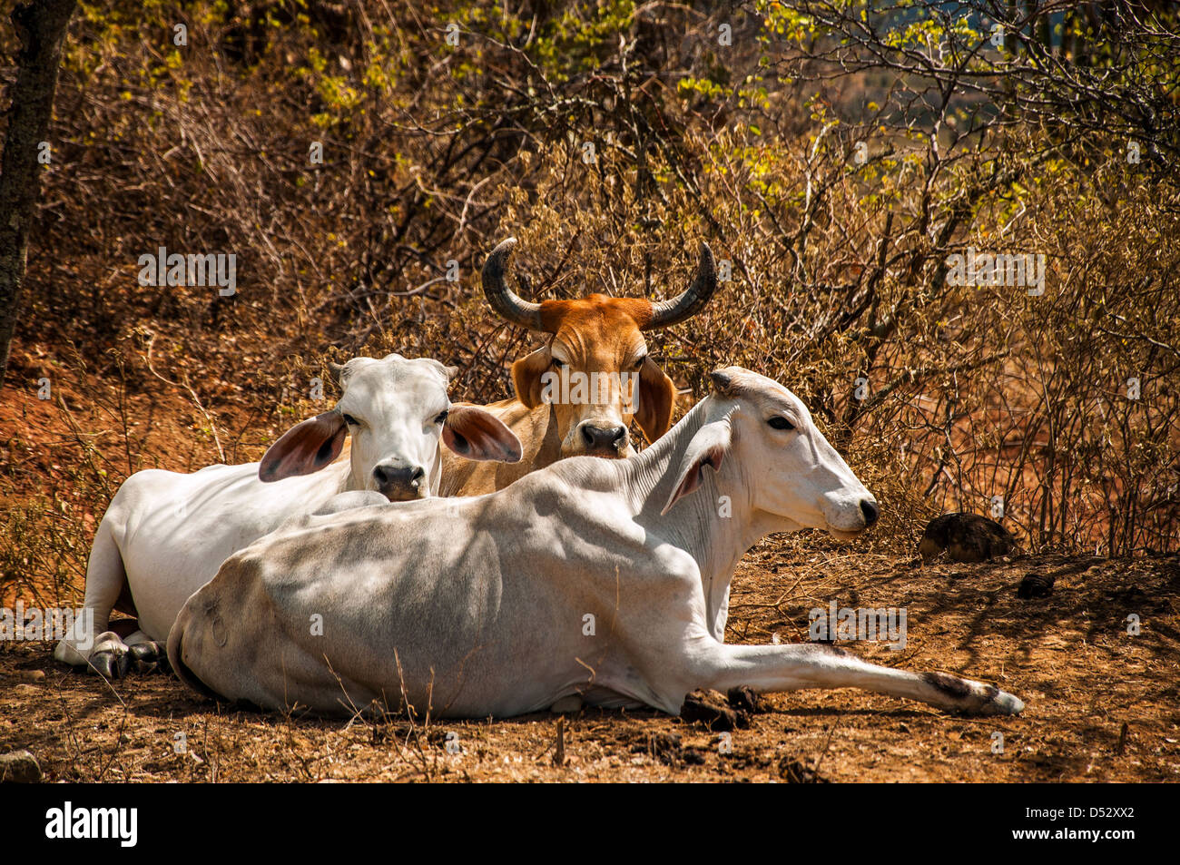 Three cows relaxing in the hot desert sun Stock Photo