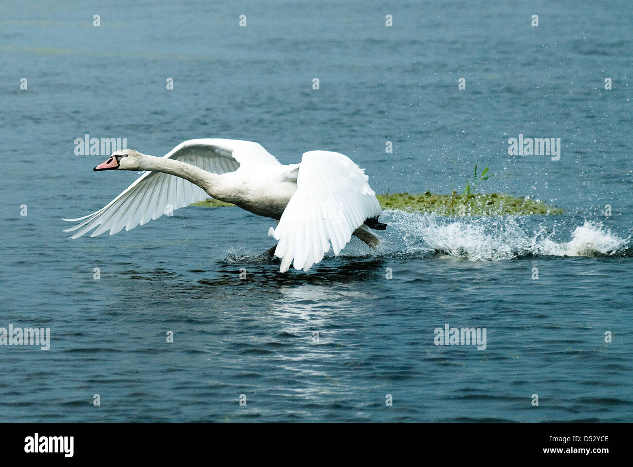 starting swan, River Notec, Poland Stock Photo