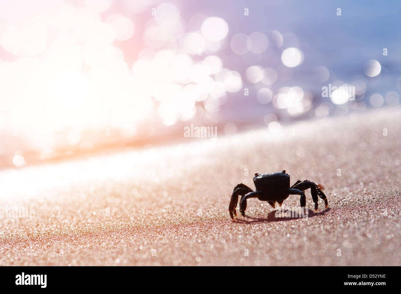 black crab on sand closeup Stock Photo