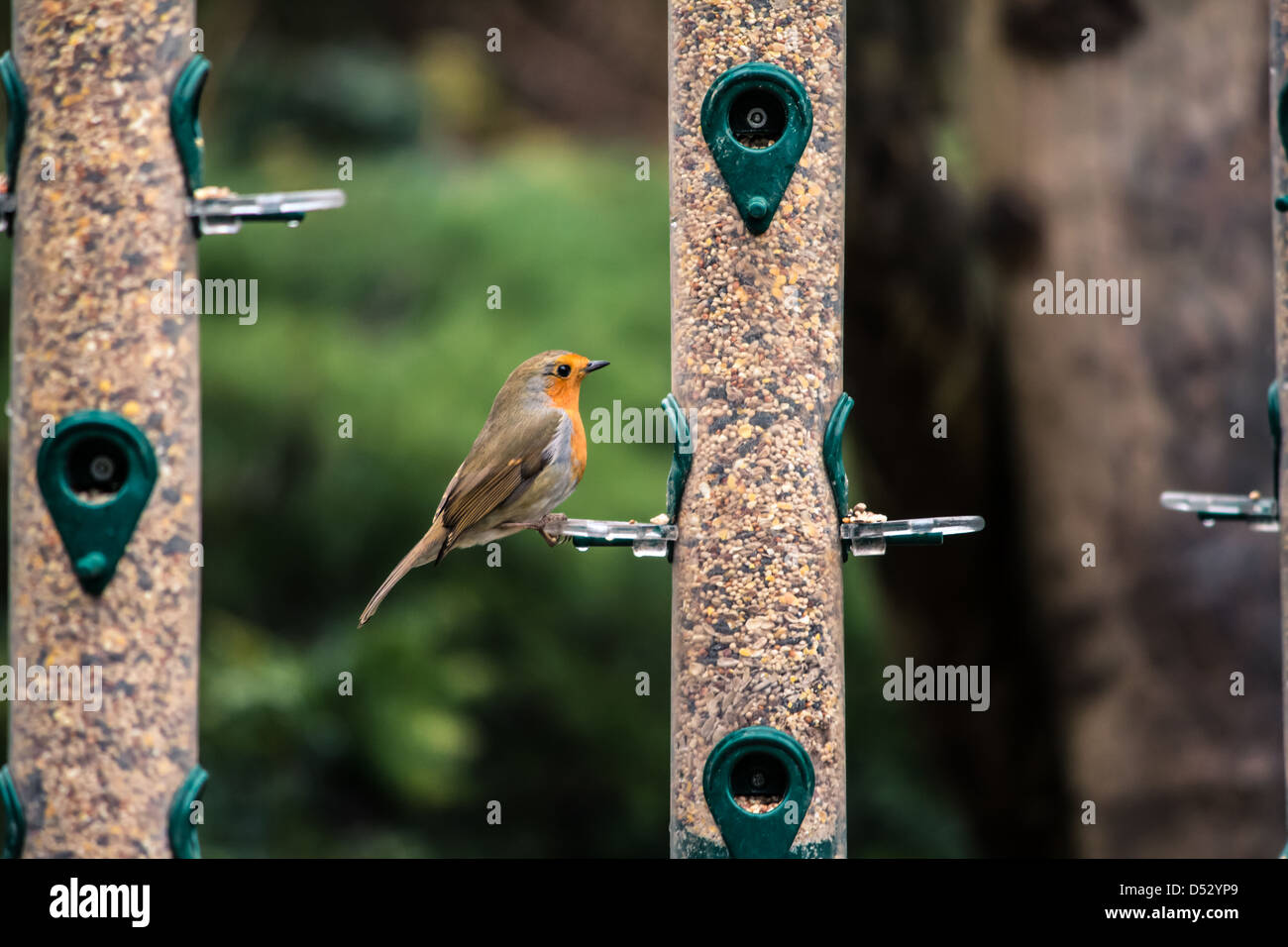 robin at bird feeder Stock Photo Alamy