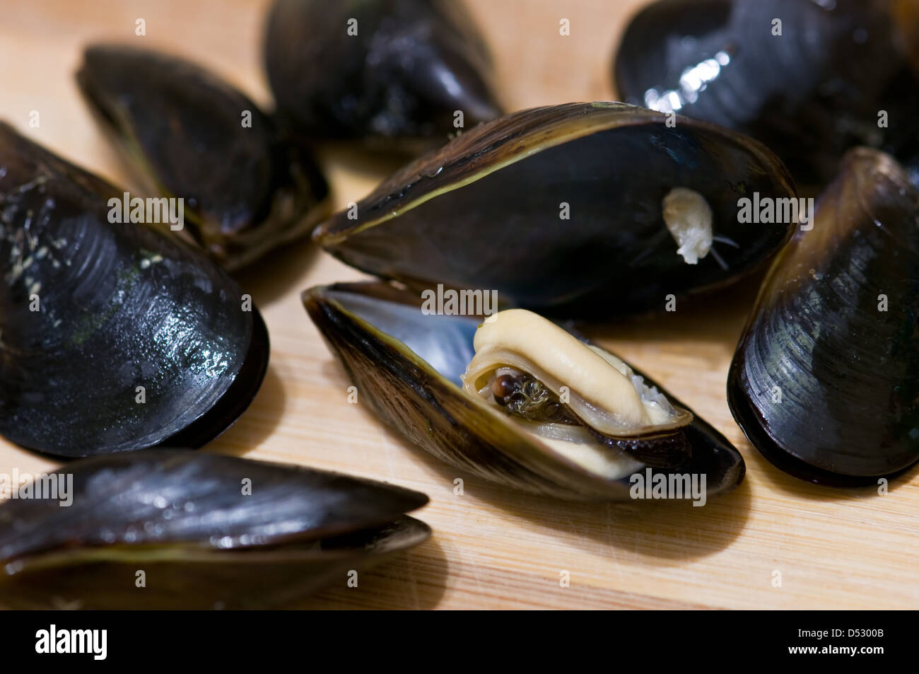 the fresh mussel close up Stock Photo