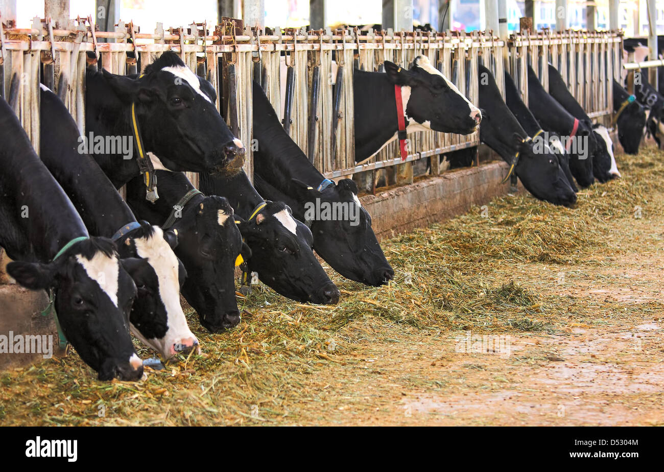 Cattle eating straw hi-res stock photography and images - Alamy