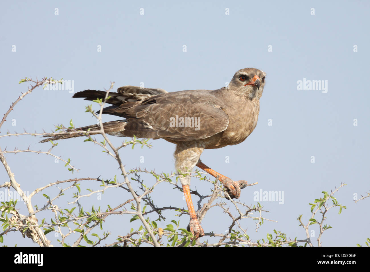 Falcon, Namibia, Africa Stock Photo