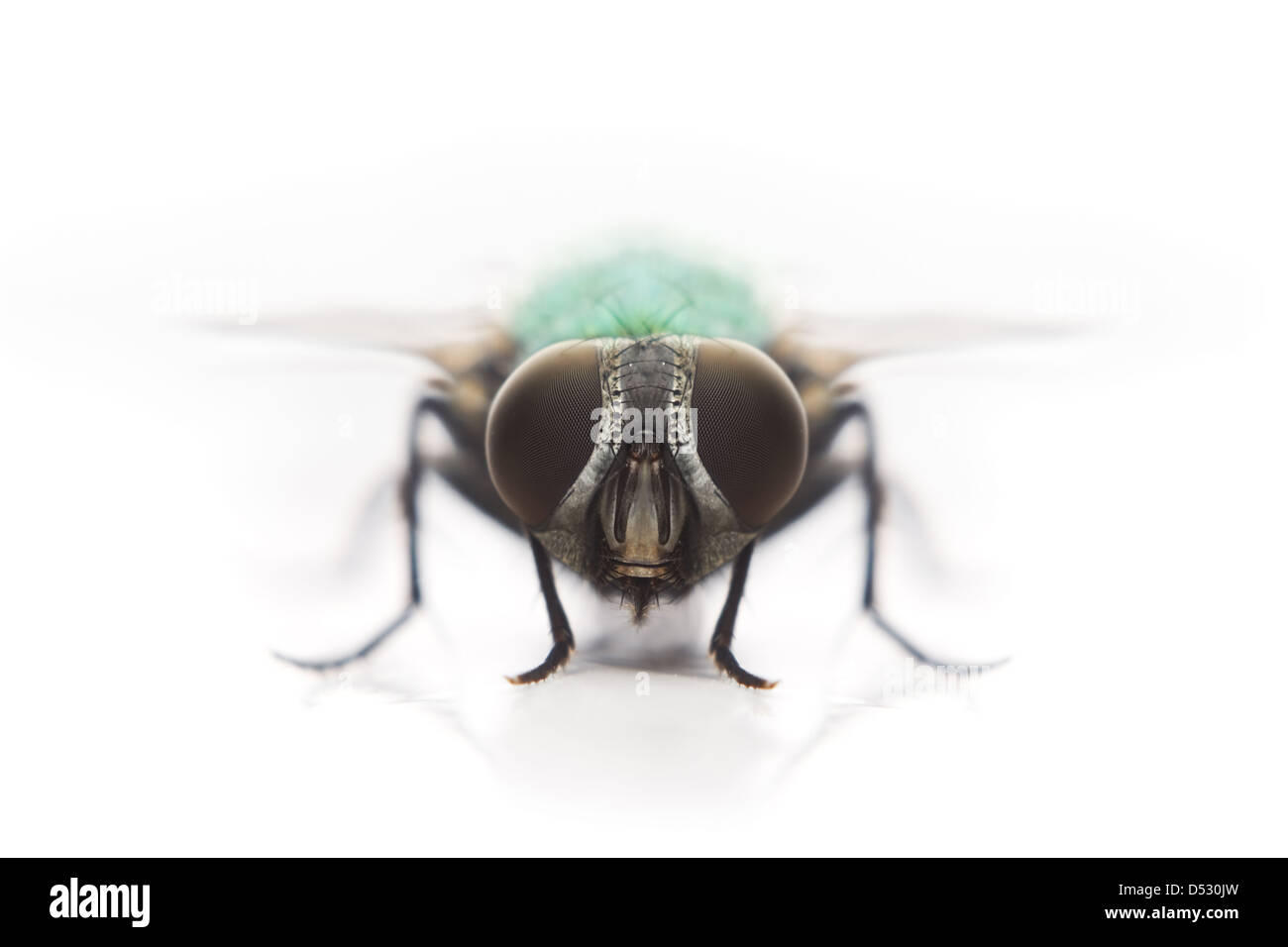 fly isolated on white background Stock Photo