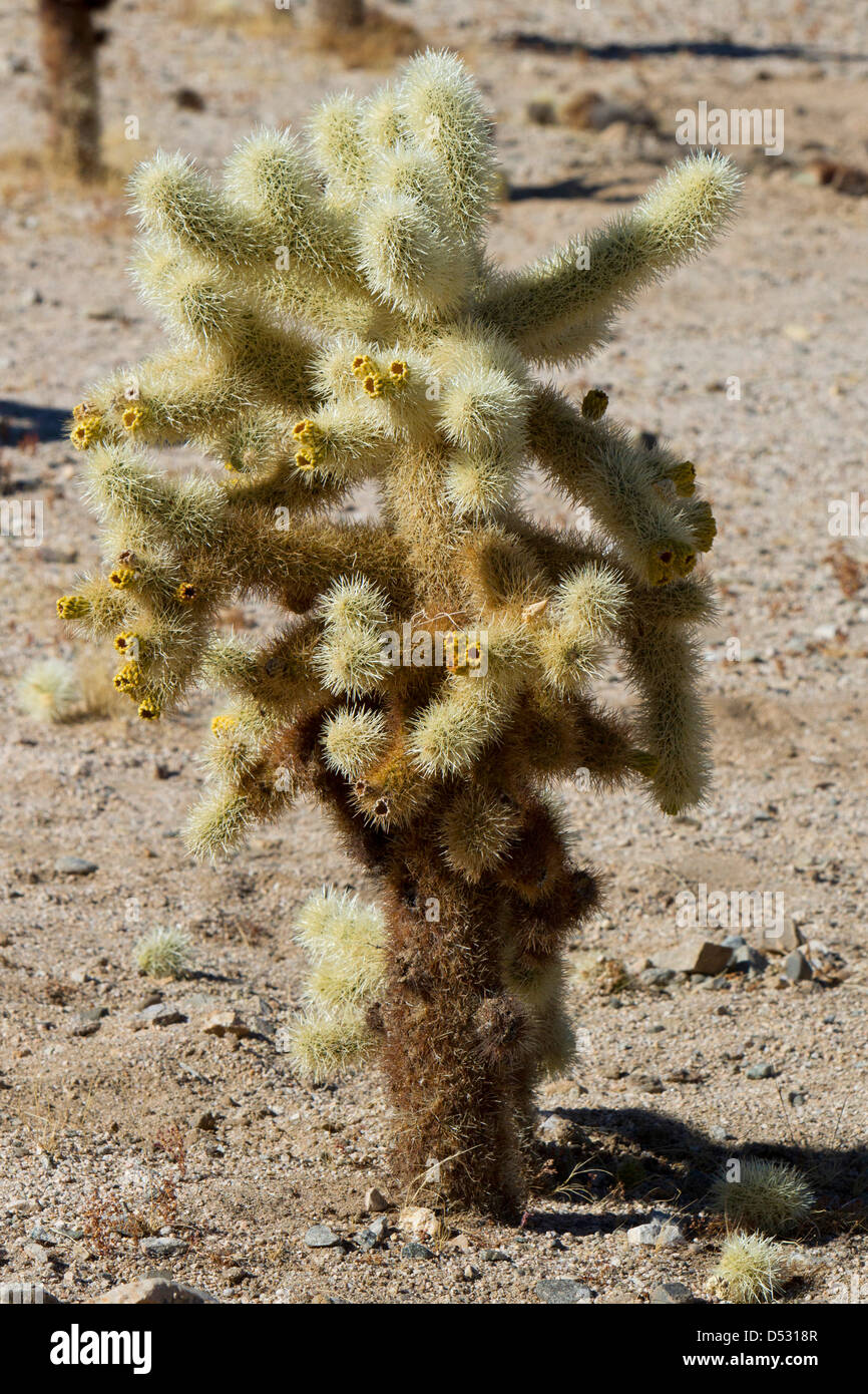 Jumping Cholla Cactus (Cylindropuntia fulgida) plant in the Joshua Tree