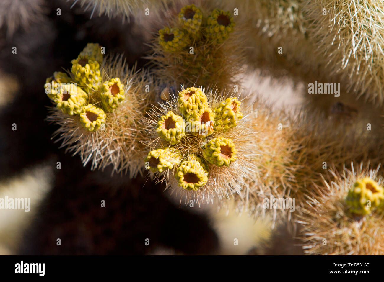 Close up of a Jumping Cholla Cactus (Cylindropuntia fulgida) plant in