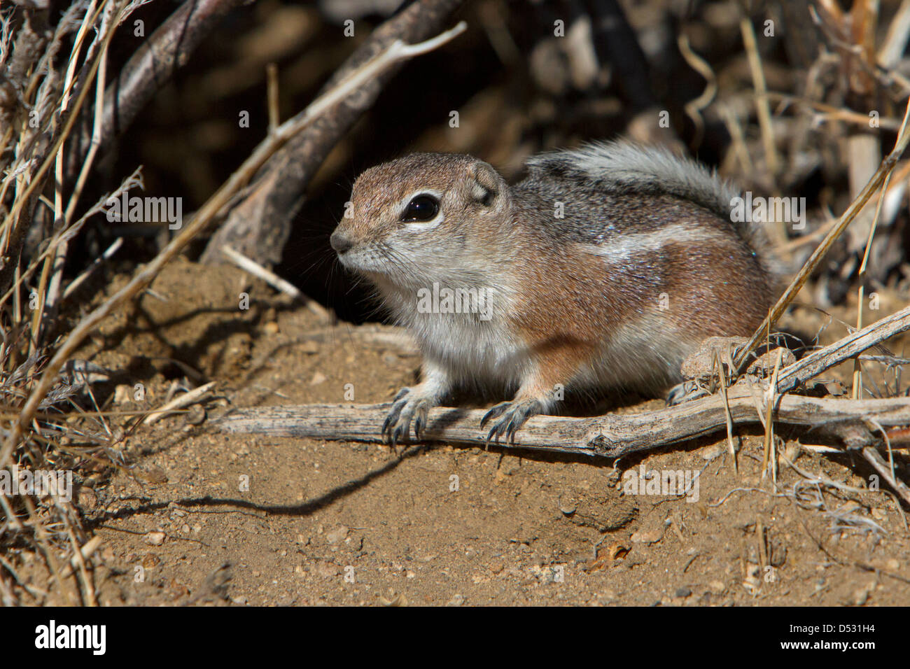 Whitetailed Antelope Squirrel (Ammospermophilus leucurus) under a bush