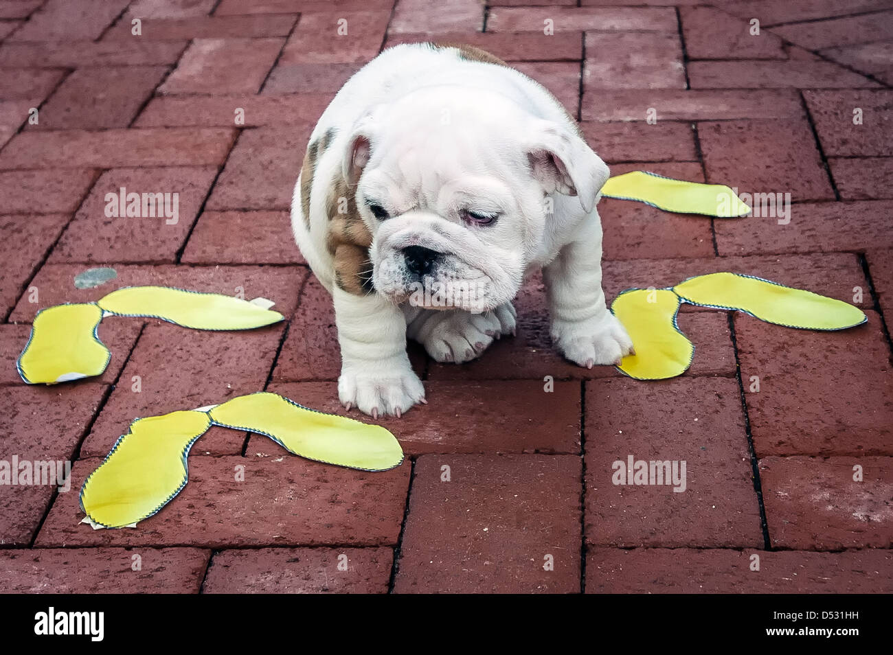 Chesty, the future mascot of the Marine Corps, practices sitting in formation using yellow footprints as a guide at the Home of the Marine Commandants February 16, 2013 in Washington, DC. Stock Photo