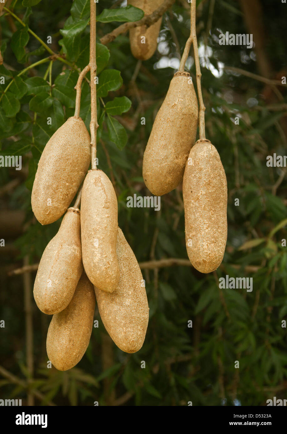 Tree With Big Seed Pods