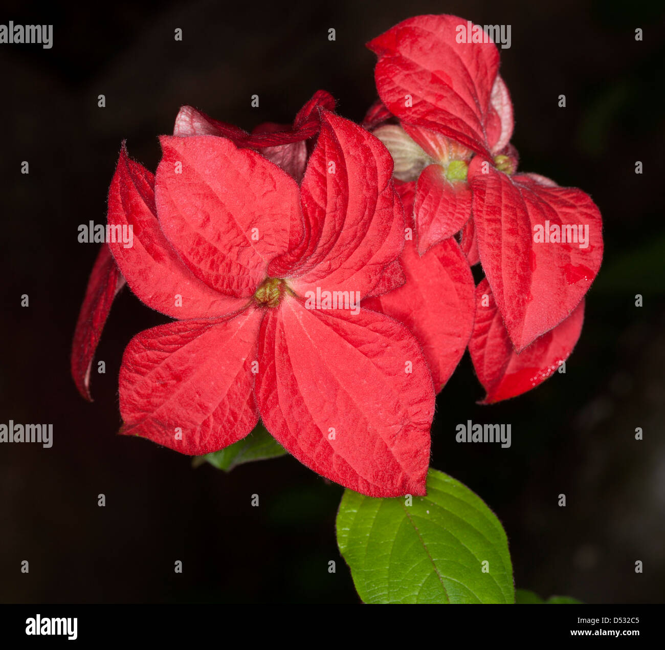 Cluster of gaudy red bracts and bright green leaves of Mussaenda 'Capricorn Dream' against a black background Stock Photo