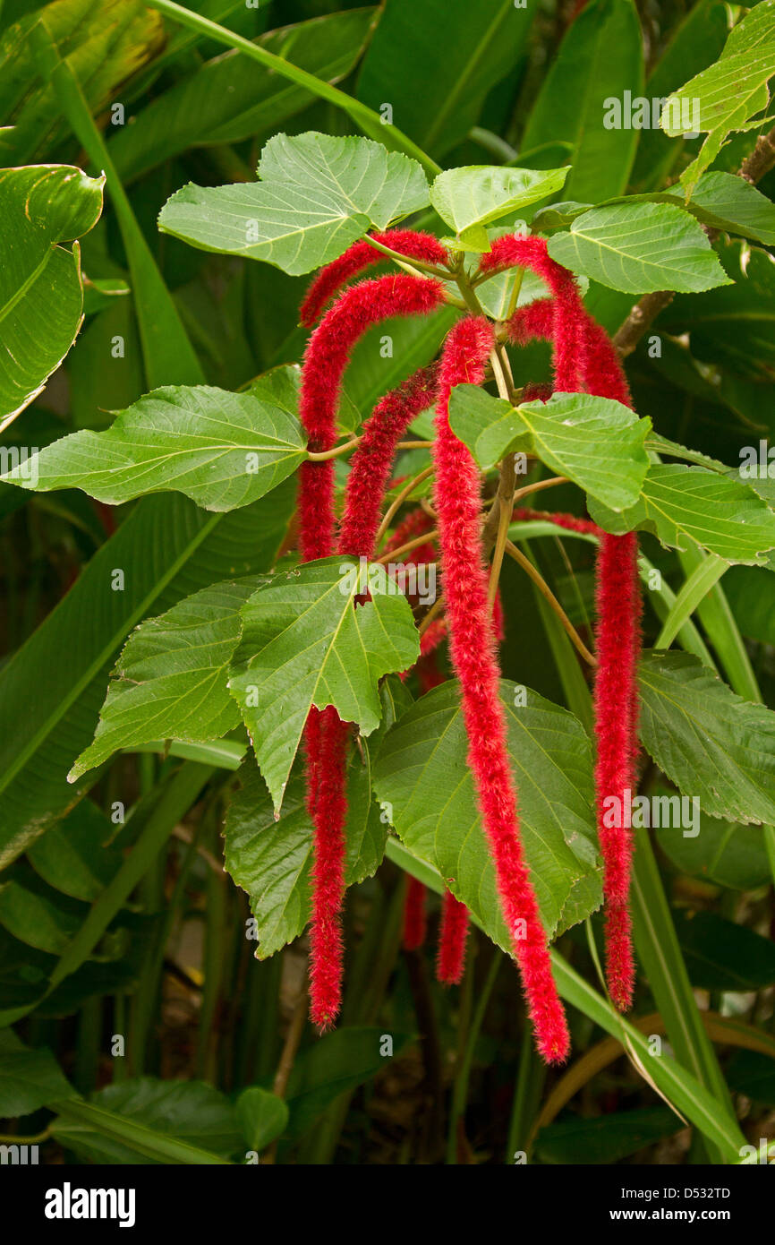 Bright red catkin flowers and foliage of Acalypha hispida - red hot cat's tail / chenille plant Stock Photo