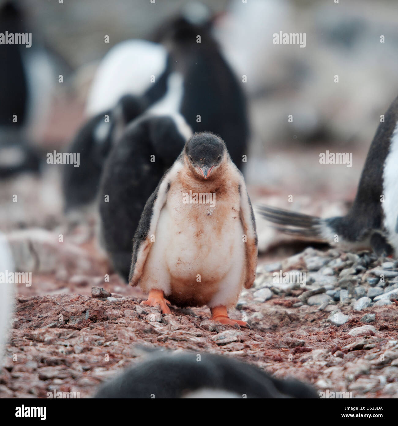 Sad looking Gentoo penguin chick, Pygoscelis papua. Hannah Point, Antarctic Peninsula. Stock Photo