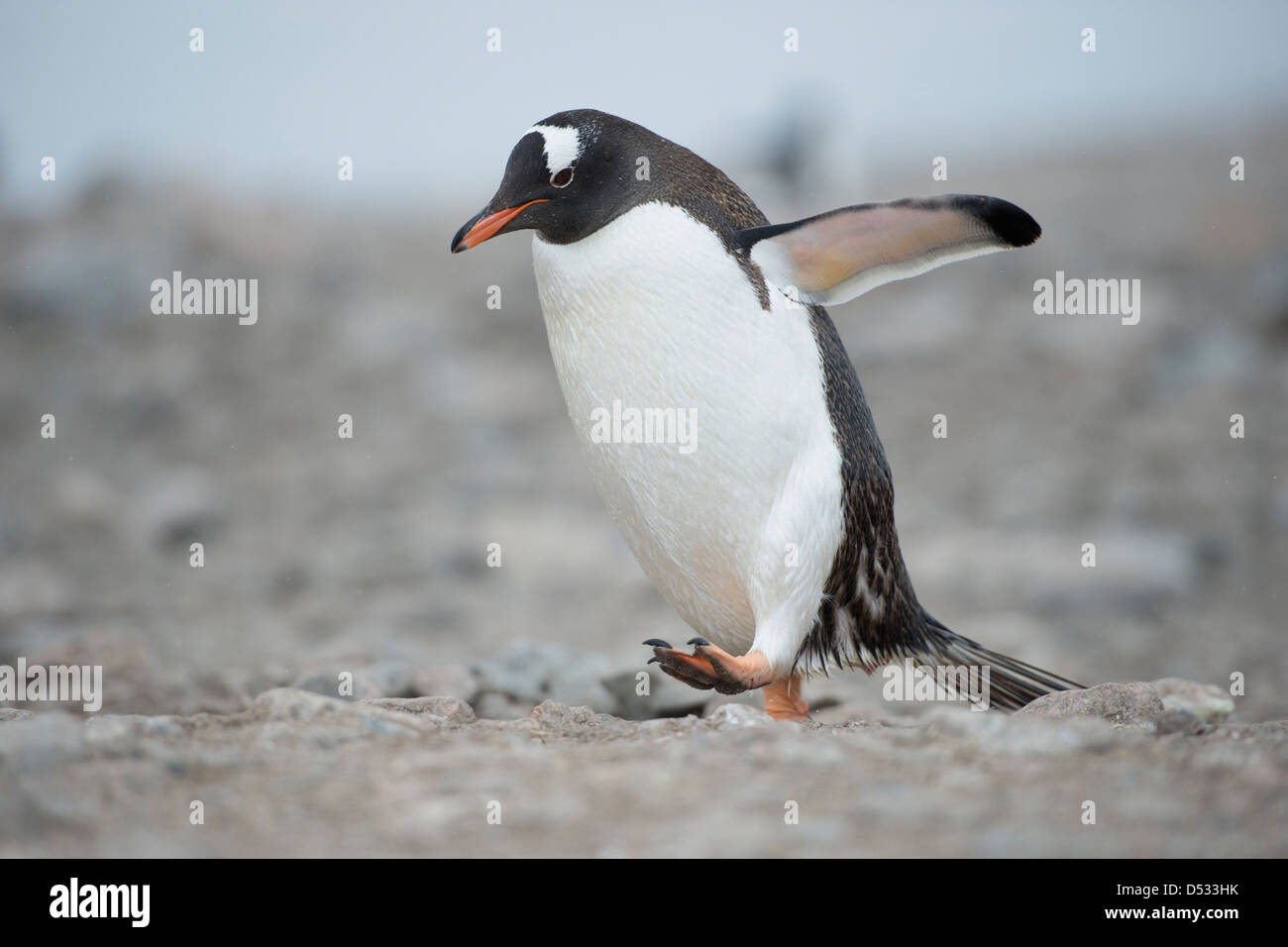 Gentoo penguin, Pygoscelis papua, walking. Neko Harbour, Antarctic Peninsula. Stock Photo