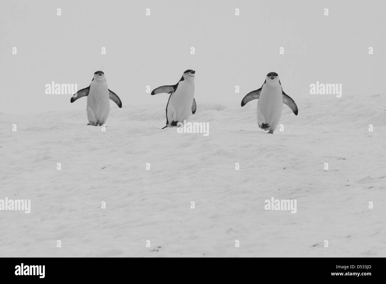 Antarctic chinstrap penguin penguins Black and White Stock Photos