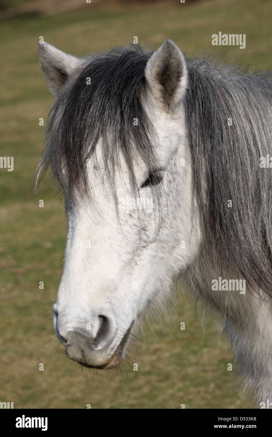 White and grey New Forest pony Stock Photo