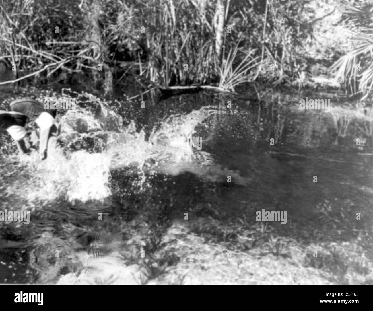 Al Zaebst dives into a river to wrestle an alligator into submission Weeki Wachee River