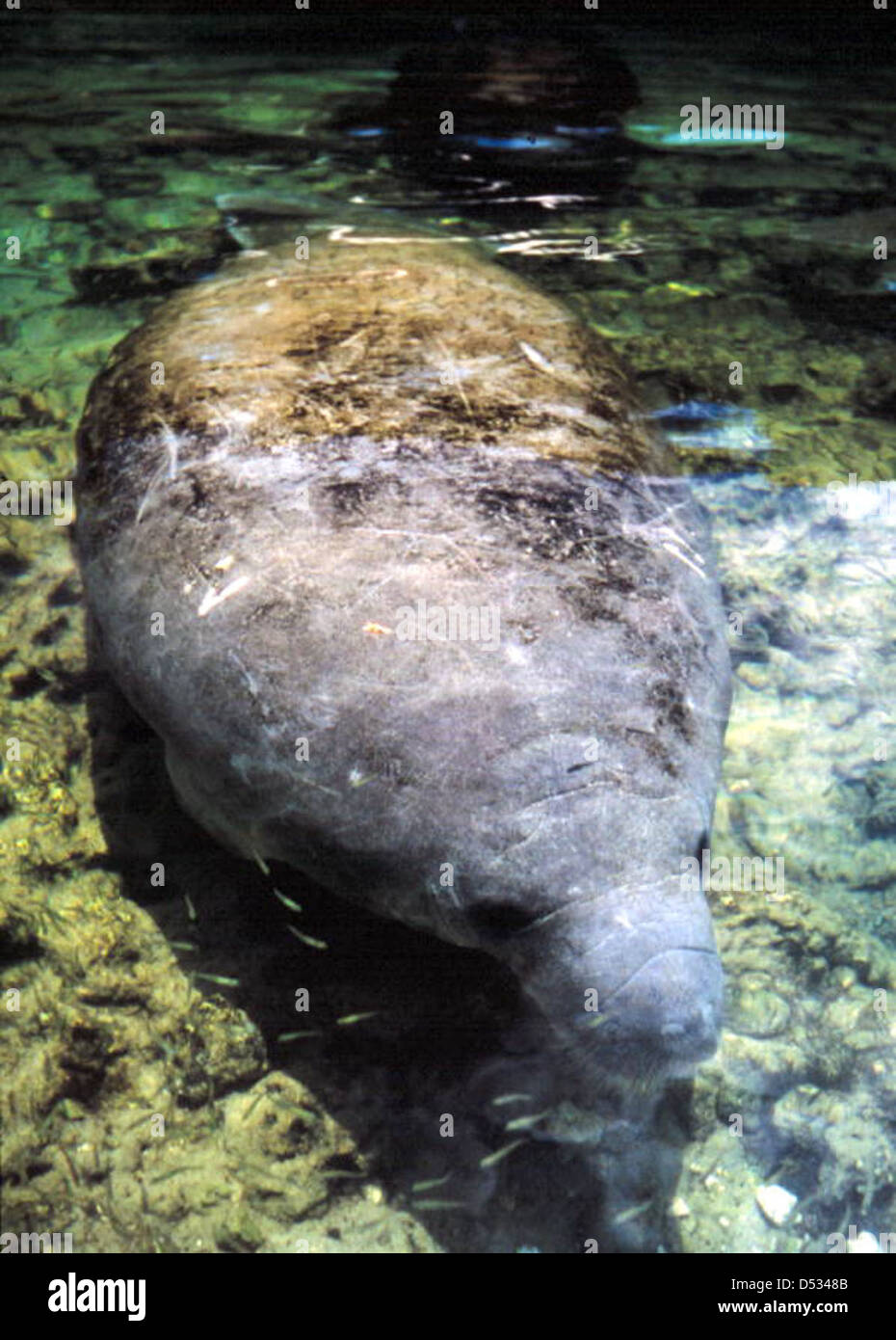 State marine mammal of Florida Stock Photo