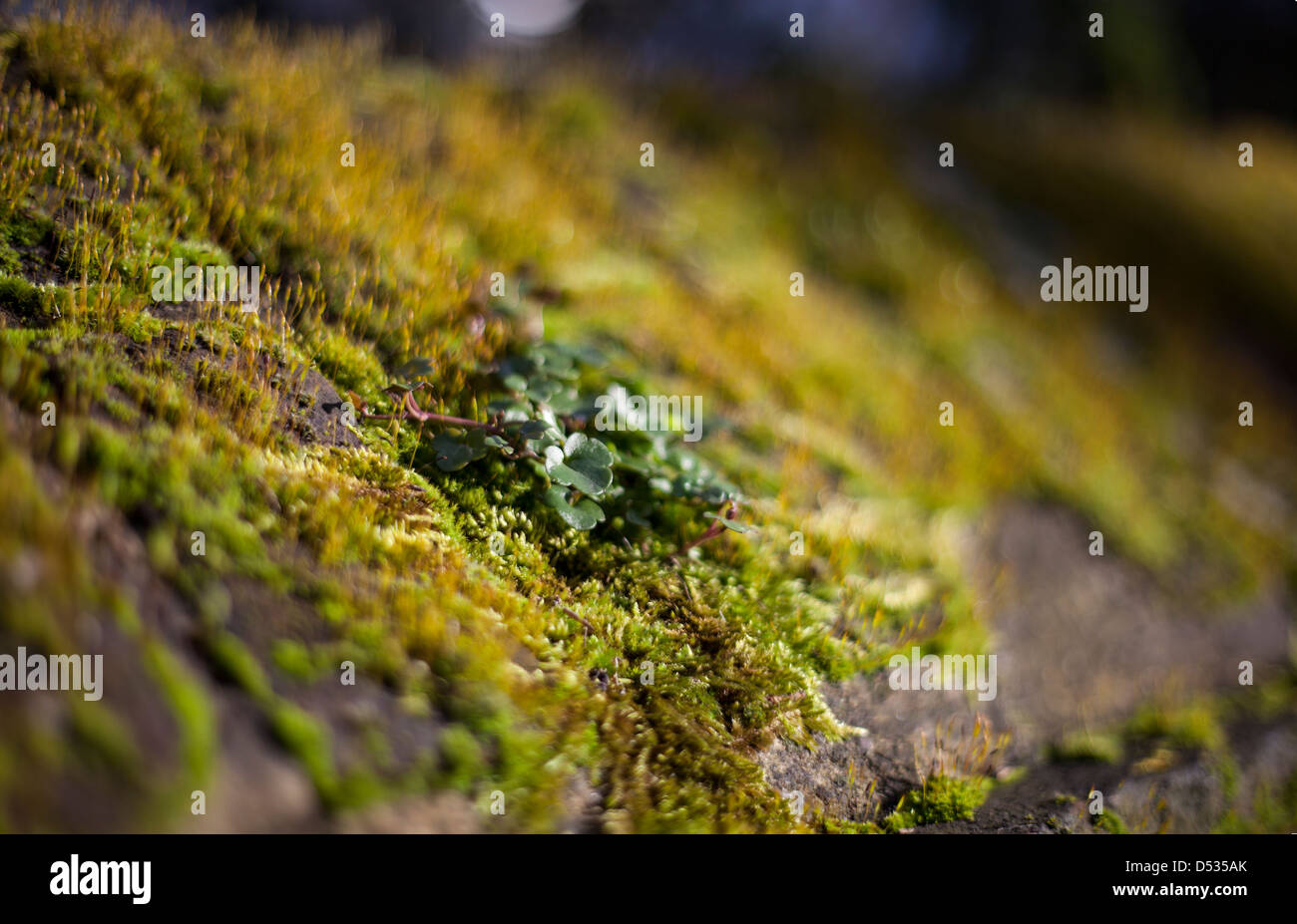 Liverwort and Moss on a Brick Wall Stock Photo