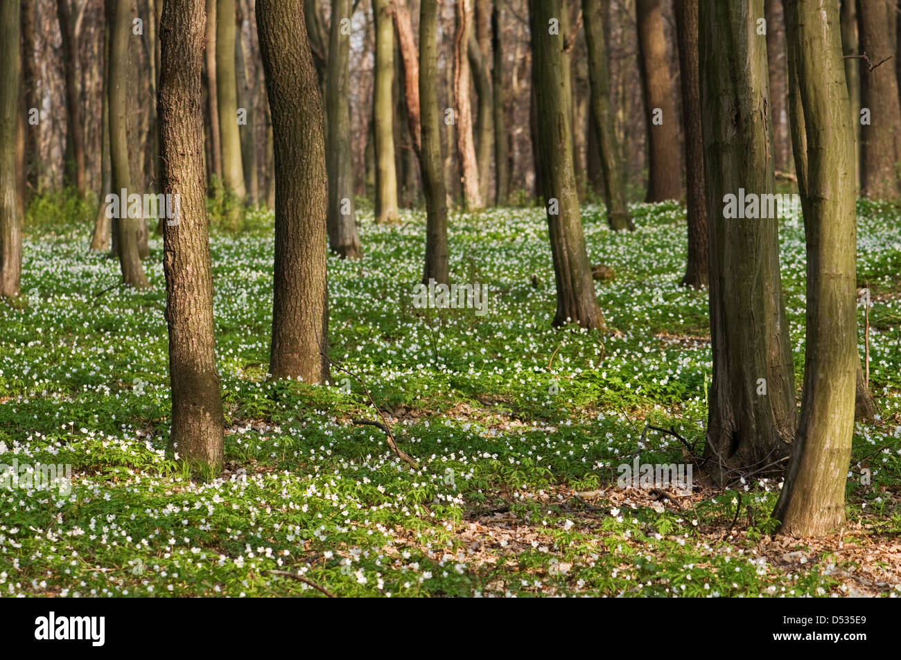 Birch and oak woods hi-res stock photography and images - Alamy