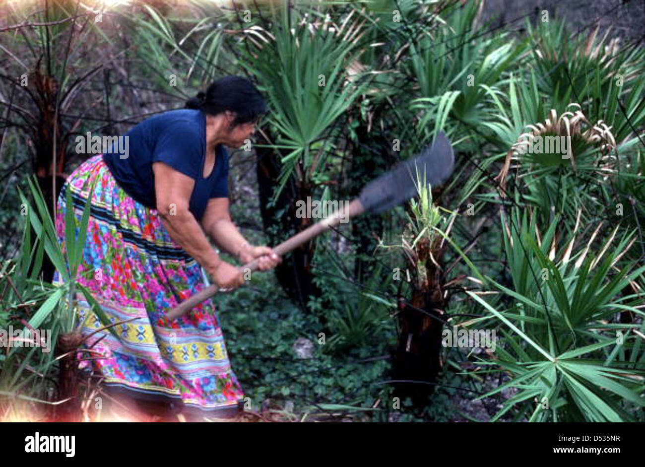 Mary Billie gathering palmettos Big Cypress Seminole Indian