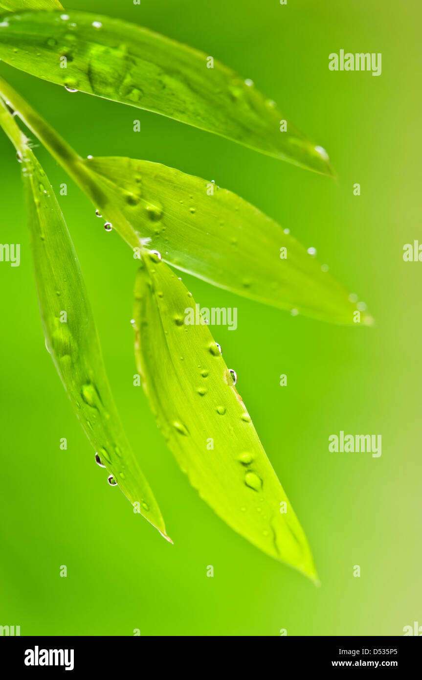 green leaf background with raindrops Stock Photo - Alamy