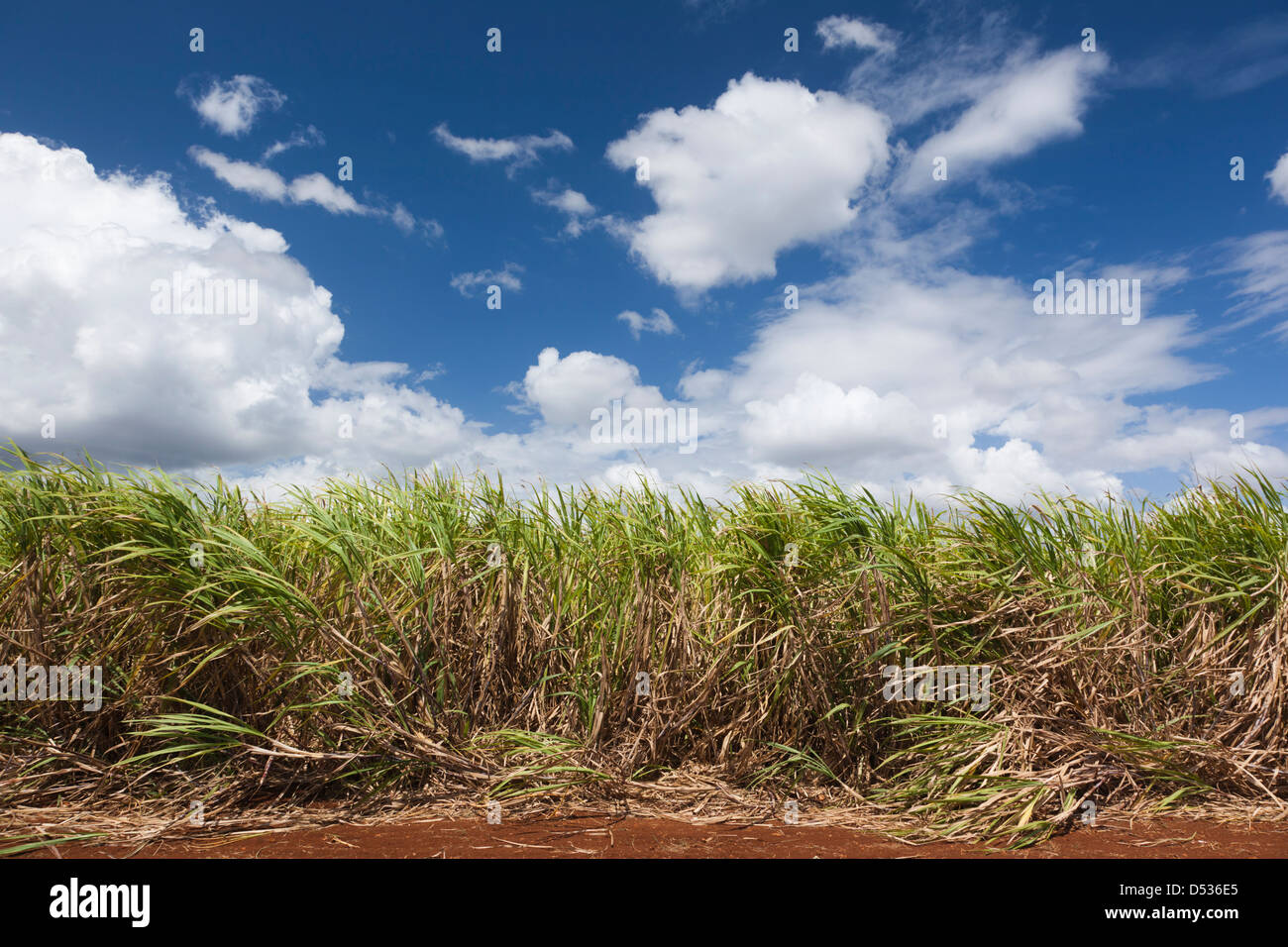 Cuba, Matanzas Province, Jaguey Grande, sugar cane field Stock Photo