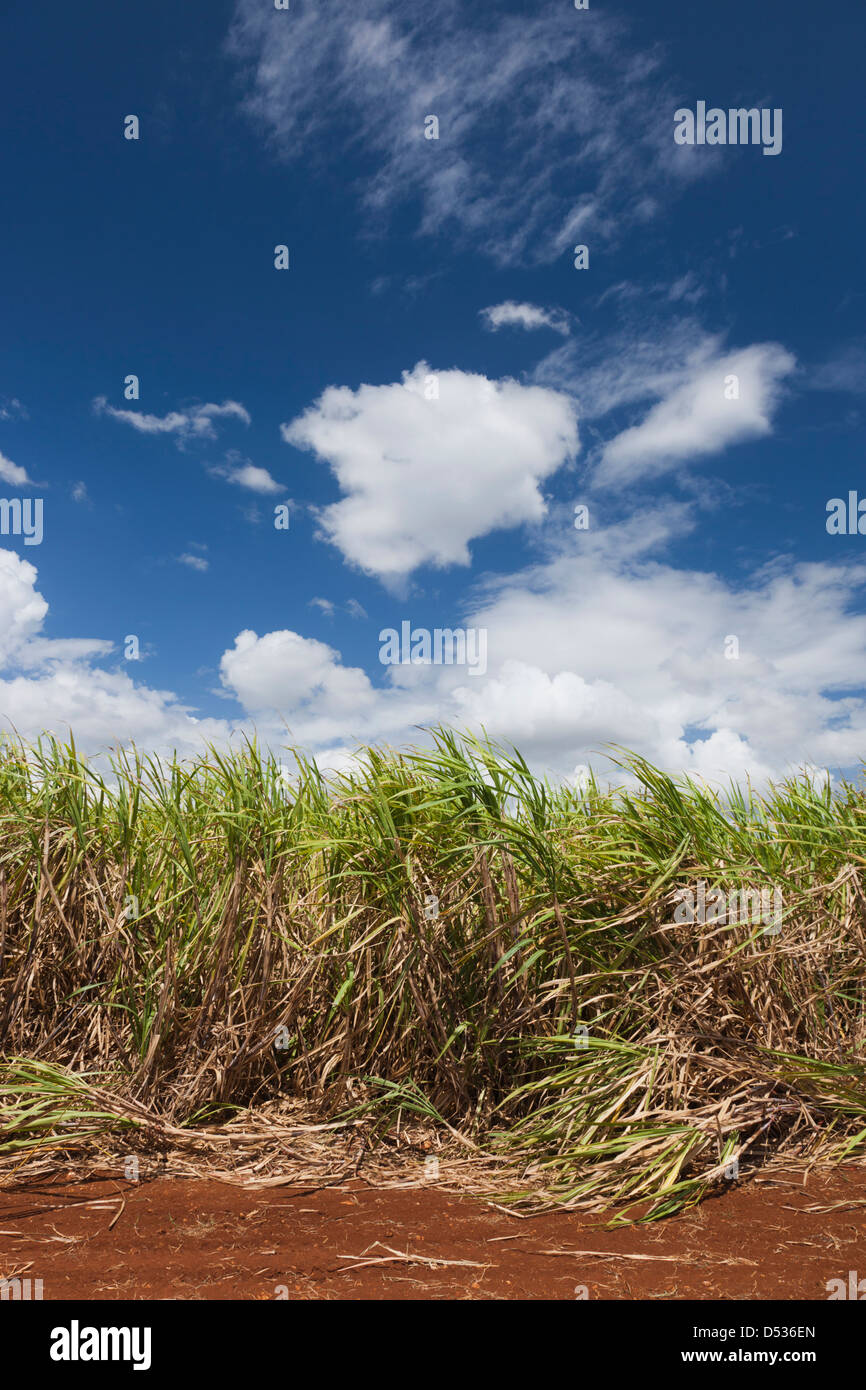 Cuba, Matanzas Province, Jaguey Grande, sugar cane field Stock Photo
