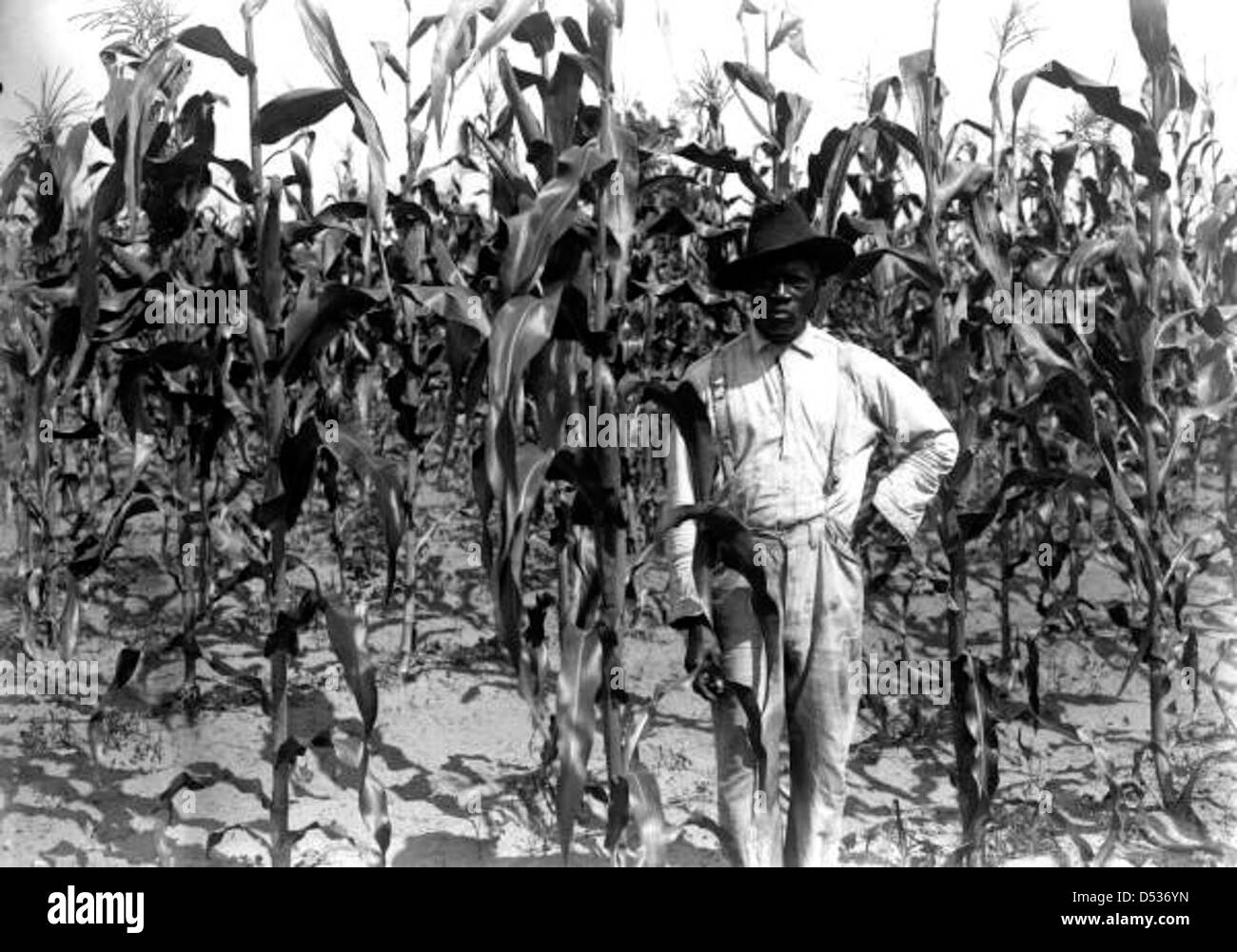 African American farmer standing in corn field Alachua County, Florida