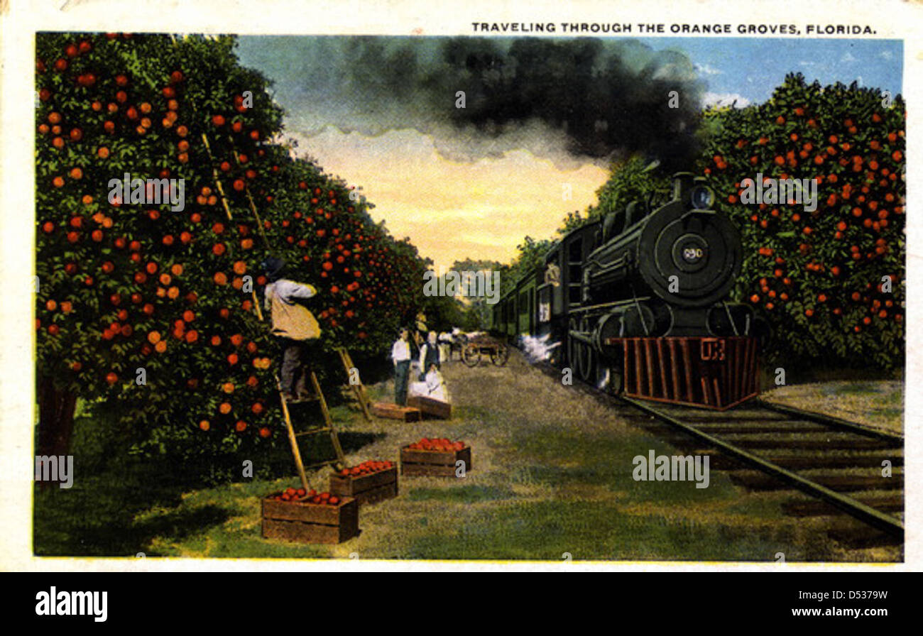 Traveling through the orange groves: Florida Stock Photo