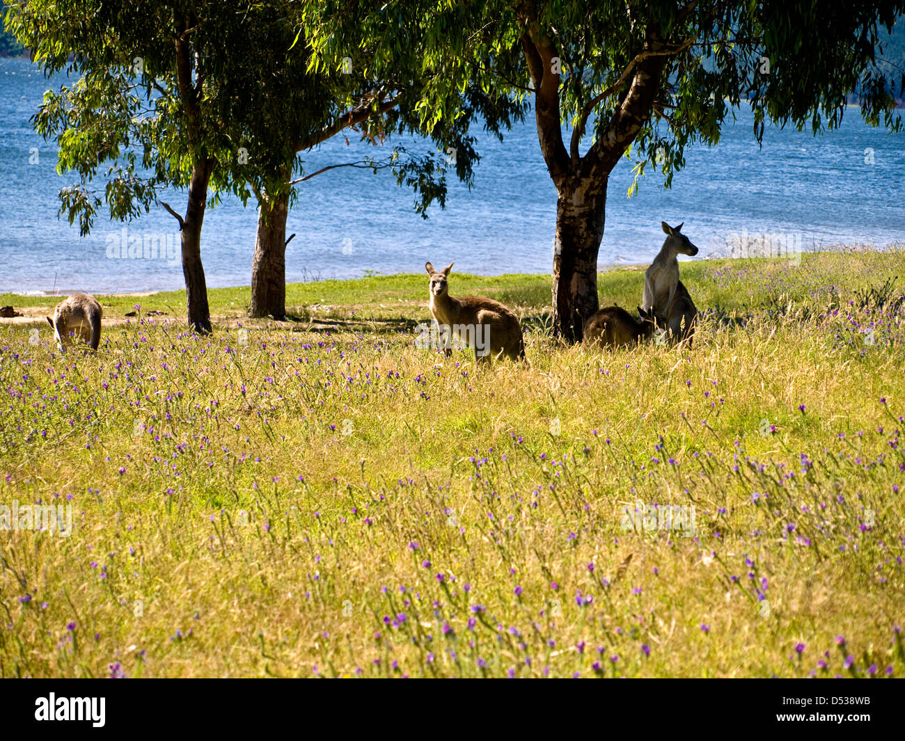 Kangaroos marsupial hires stock photography and images Alamy